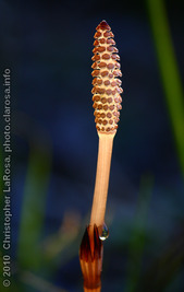 Horsetail